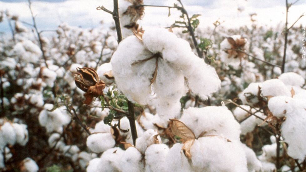 Pests threaten cotton crops with multi-state outbreak