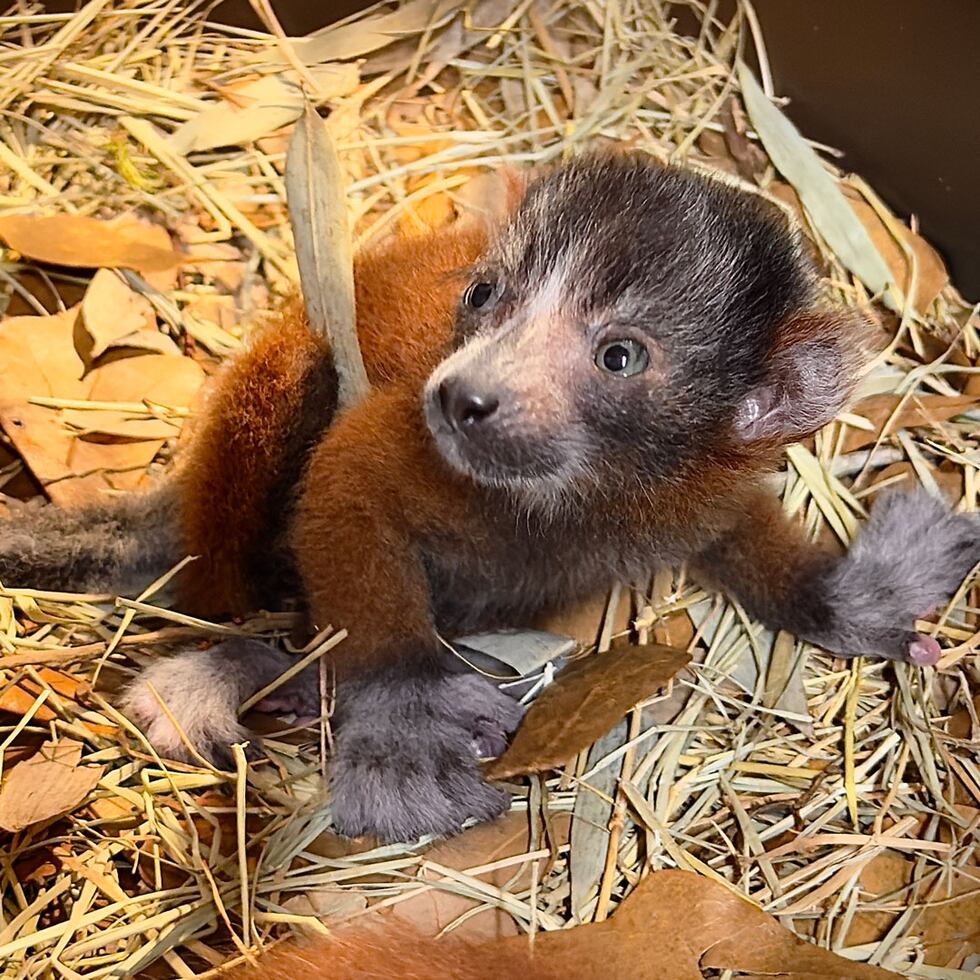 Fall Red Ruffed Lemur Caldwell Zoo welcomes first red-ruffed lemur pups