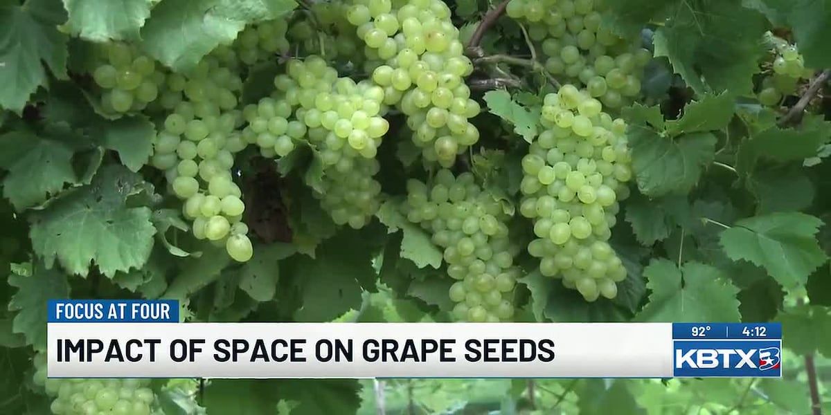 Texas A&M researchers plan to study space’s effects on grape seeds