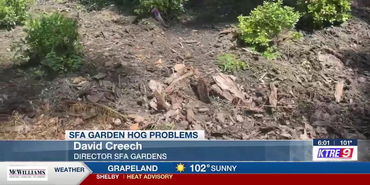 SFA Gardens faces hog damage, searches for solutions to protect plants