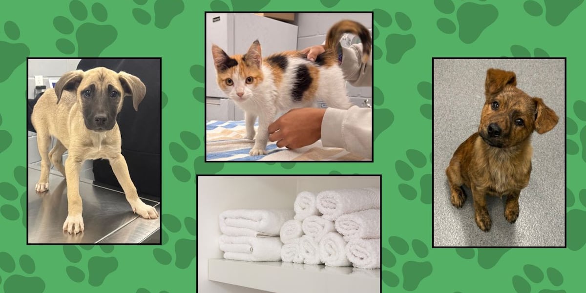 Tyler Animal Services offers free adoptions with donation of 12 white towels - KLTV.com