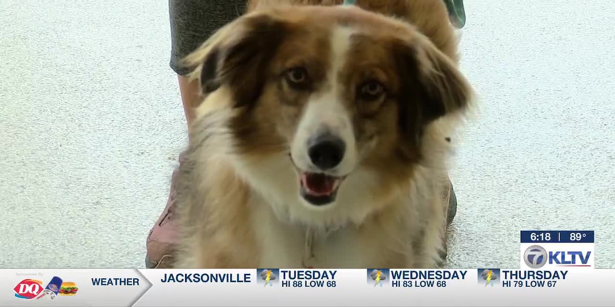 Scott Texas Rescue Rescue dogs paired with East Texas veterans through SPCA program