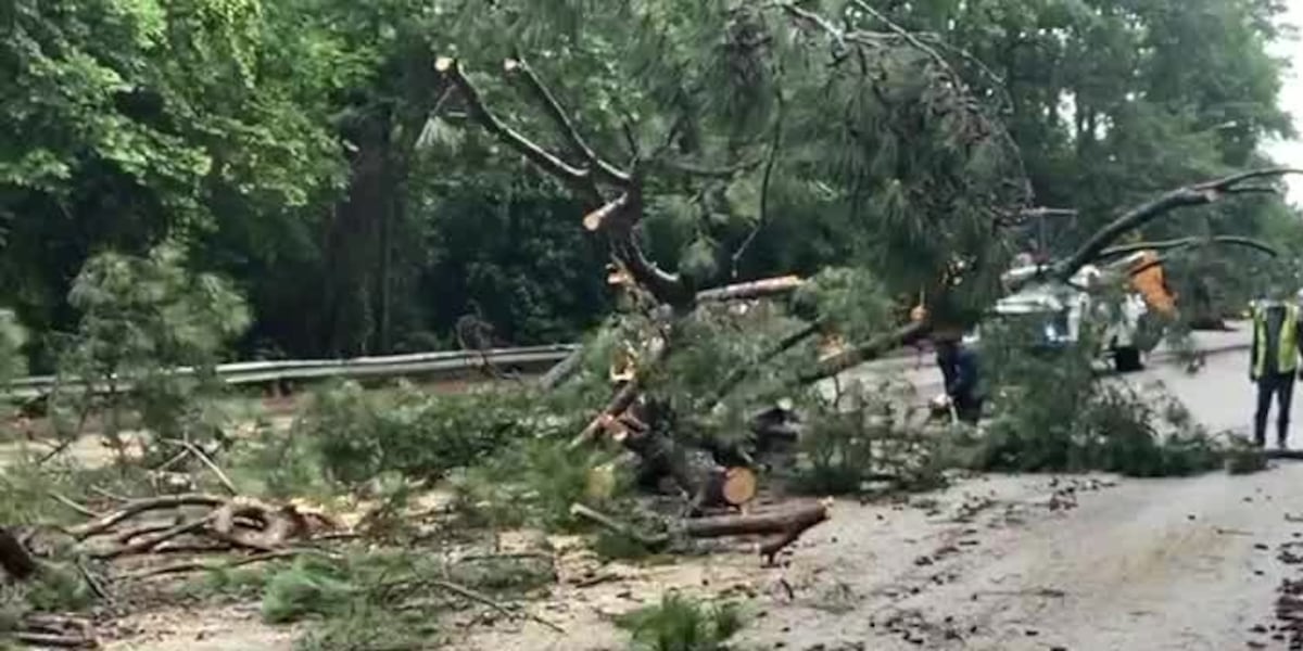 Fallen Tree In Road Longview crews clear road blocked by fallen tree