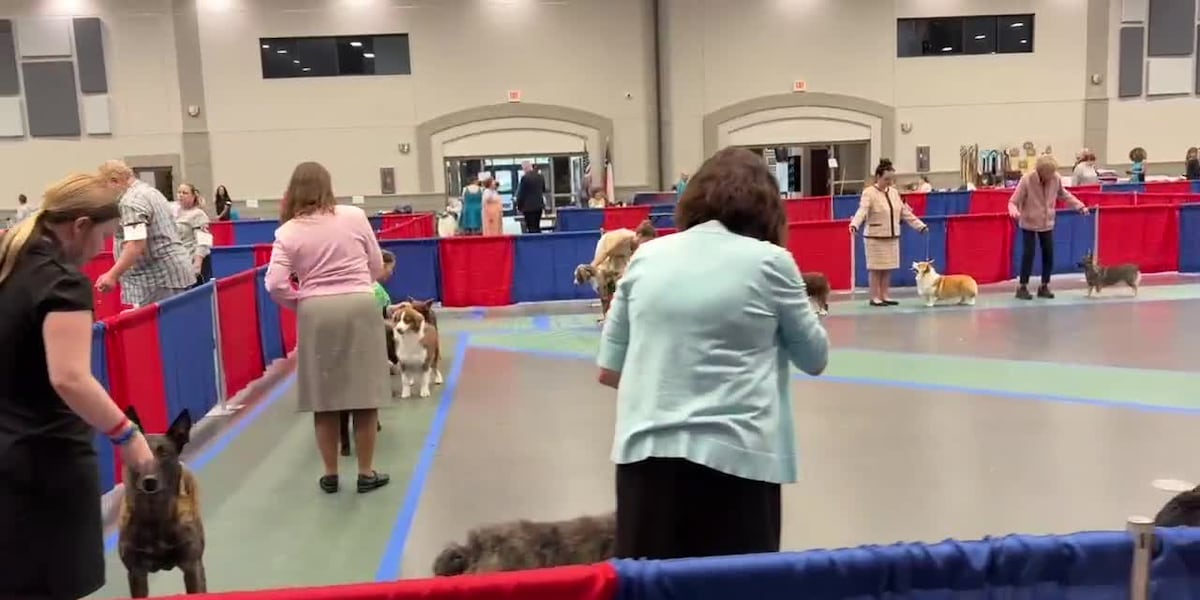 UKC Dog Show brings over 300 competitors to Longview