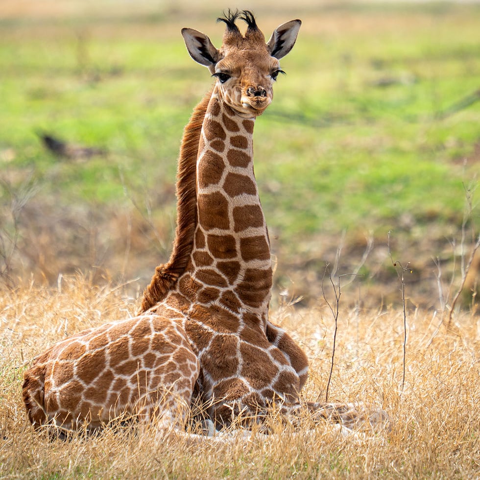 Young giraffe ‘Freddy’ welcomed to Caldwell Zoo