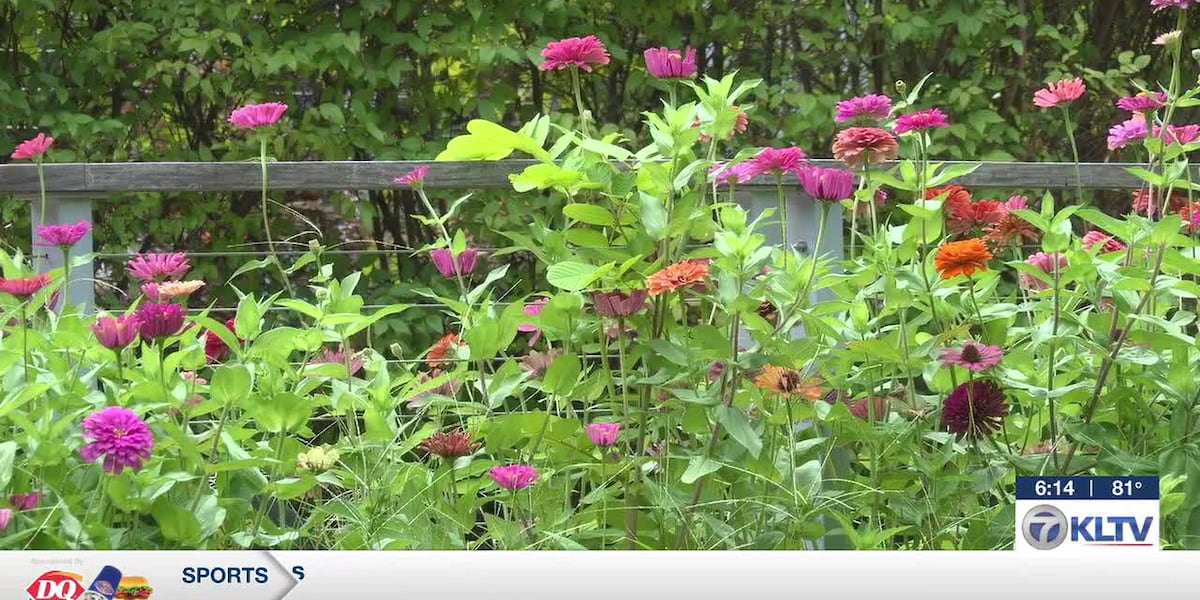 Make sure your plants survive the summertime heat