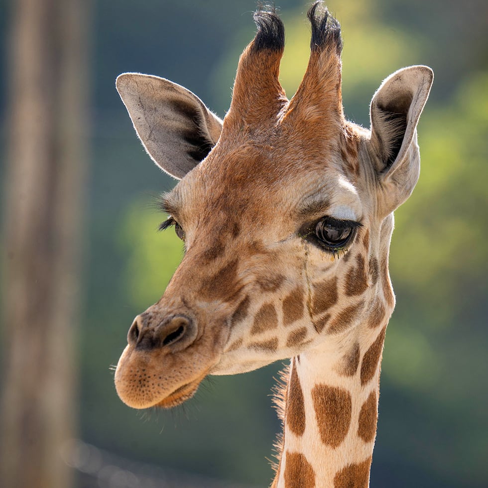 Young giraffe ‘Freddy’ welcomed to Caldwell Zoo