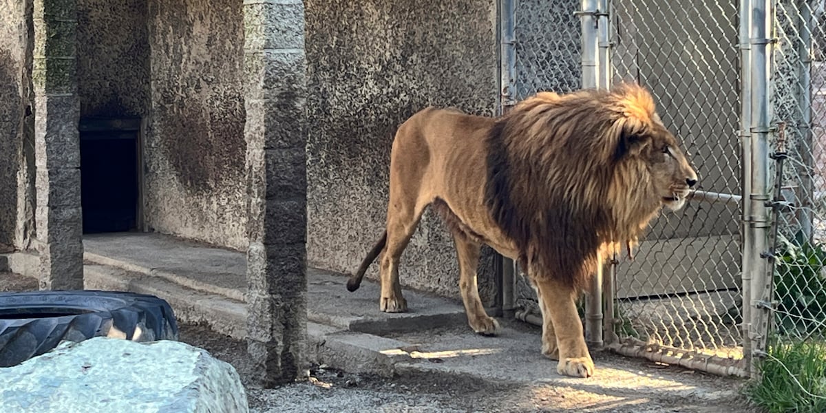 Safari park owner arrested on drug charges during investigation into health of animals at facility