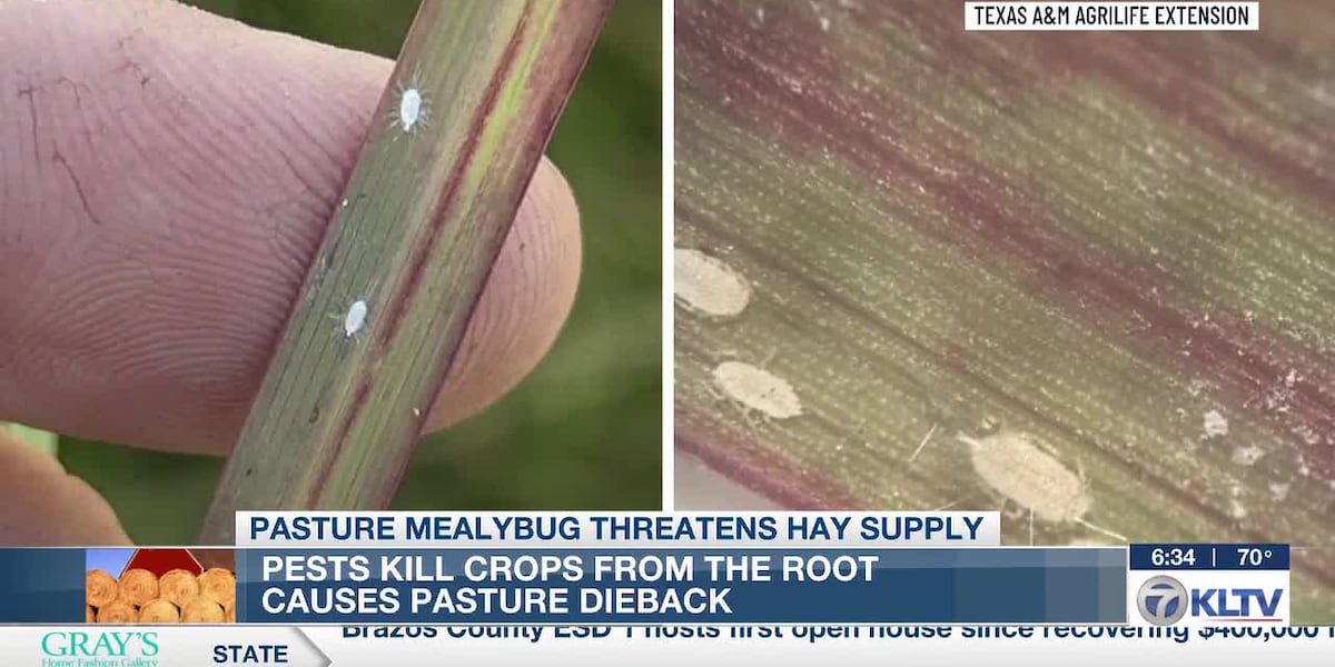 Hay Point Pests Invasive pests threaten dwindling Texas hay supply