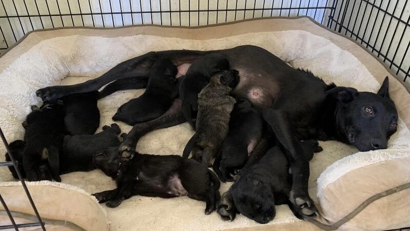 Petunia, and her nine puppies, were killed during the blaze.