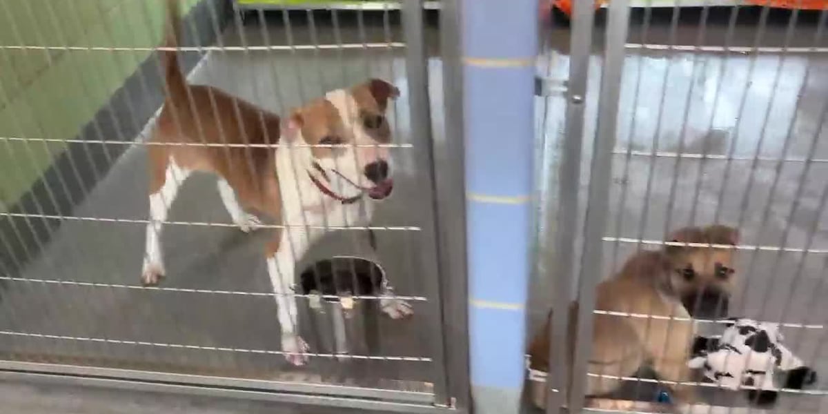 Longview animal shelter offers free adoptions with Pup-Peroni donation for ‘Clear the Shelter’ event Longview animal shelter offers free adoptions with Pup-Peroni donation for ‘Clear the Shelter’ event