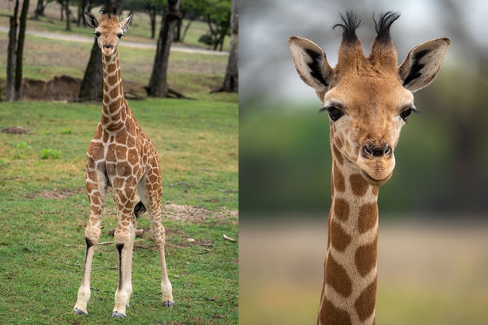 Young giraffe ‘Freddy’ welcomed to Caldwell Zoo