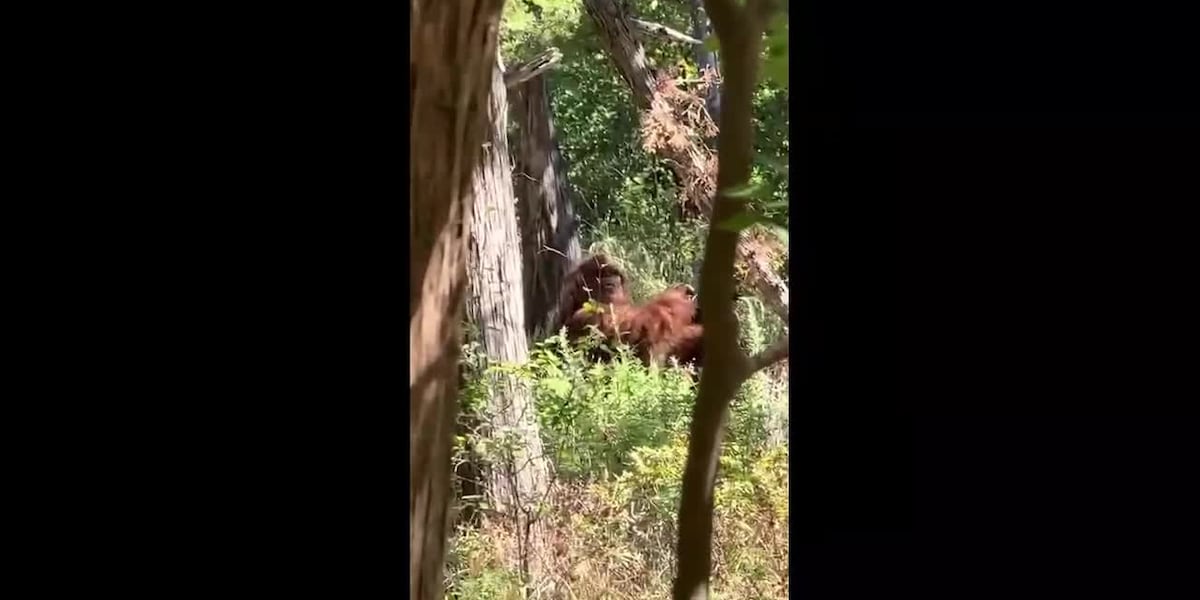 Man says he caught Bigfoot on camera: ‘Scariest moment of my life’